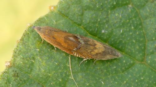 Réf. 326 277 : Dichrorampha vancouverana